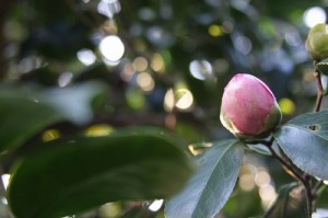 淡妙蓮寺_蕾_縮小400