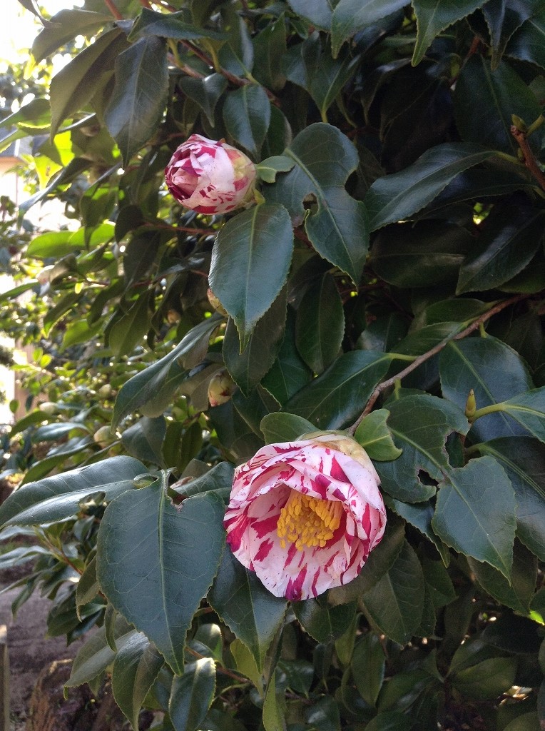 椿 絵日傘 が開花しました 椿心 佐藤椿園 小さな苗木から古木にいたるまで様々な品種を取り扱っております