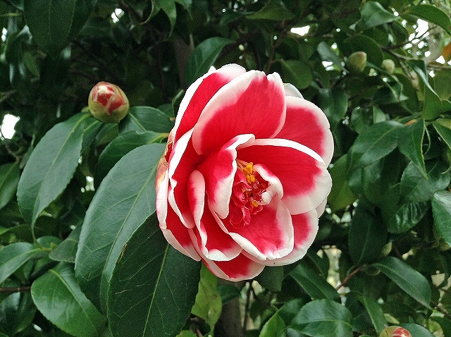 椿 「タマアメリカーナ」開花♪ | 椿心 佐藤椿園 小さな苗木から古木に