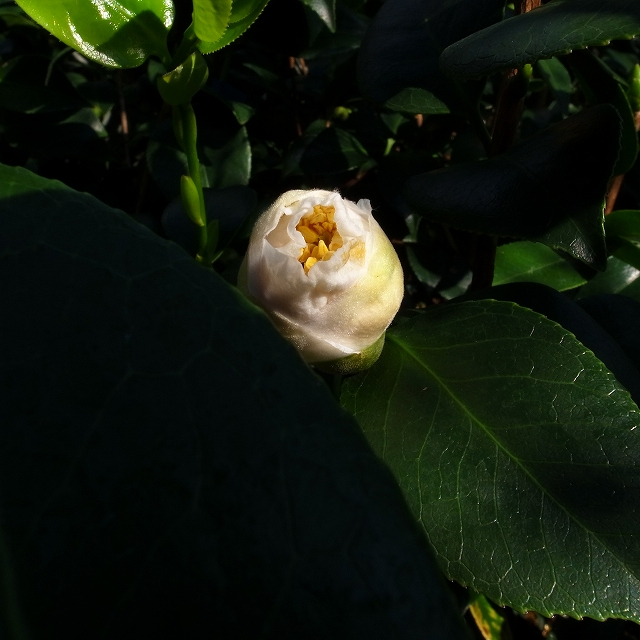 茶花椿 白玉 しらたま 椿心 佐藤椿園 小さな苗木から古木にいたるまで様々な品種を取り扱っております