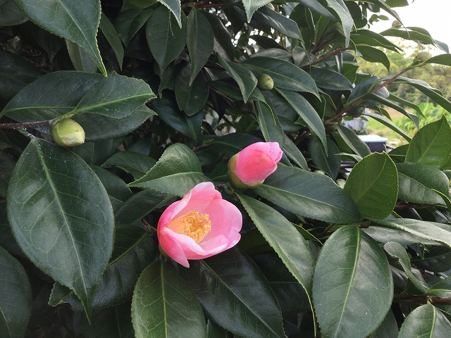 椿 西王母 の蕾 開花までの記録 椿心 佐藤椿園 小さな苗木から古木にいたるまで様々な品種を取り扱っております