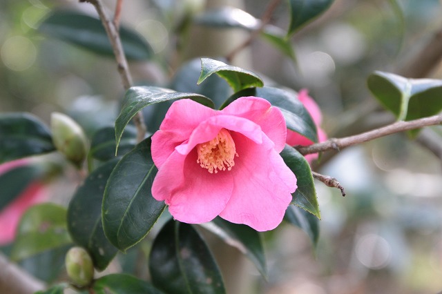 椿 紅侘助 べにわびすけ 開花しています 椿心 佐藤椿園 小さな苗木から古木にいたるまで様々な品種を取り扱っております