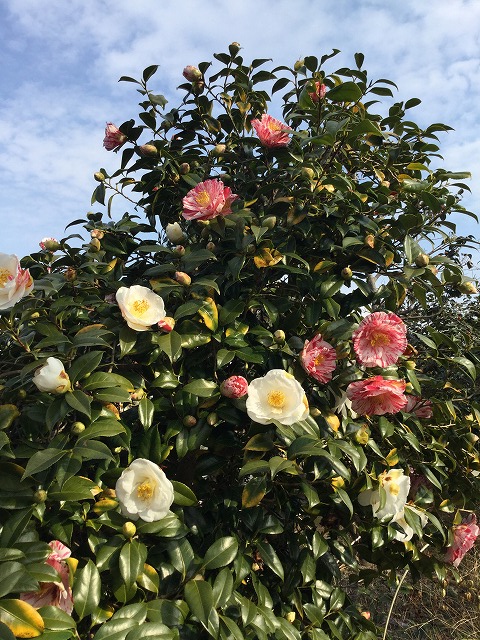 椿 絵日傘 えひがさ 花色花柄様々に開花中 椿心 佐藤椿園 小さな苗木から古木にいたるまで様々な品種を取り扱っております