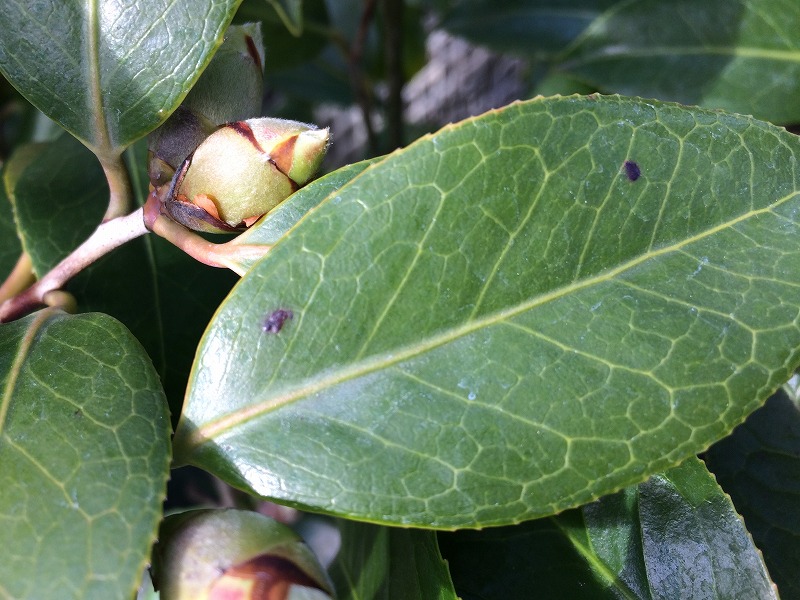 椿 紅色 黒色系統つばきに多い症状 黒点 黒斑 について 椿心 佐藤椿園 小さな苗木から古木にいたるまで様々な品種を取り扱っております