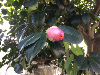 椿 妙蓮寺三兄弟をご紹介です！ | 椿心 佐藤椿園 小さな苗木から古木に